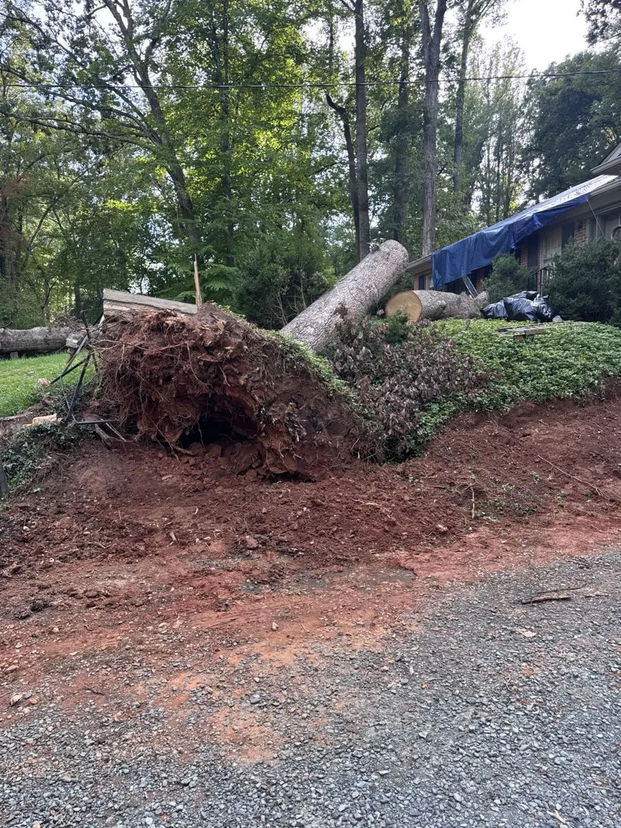 Large fallen tree in front of brick home